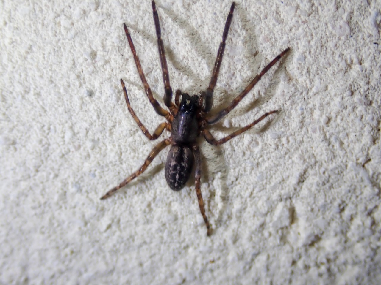 Segestria bavarica Segestria bavarica